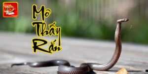 Giải Mã Giấc Mơ Thấy Rắn Cùng Chuyên Gia Tại Zowin